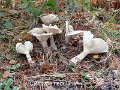 Clitocybe nebularis-amf452-2